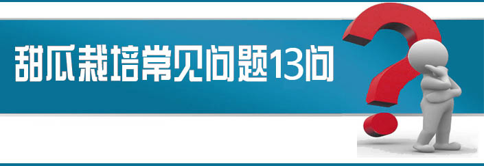 蔬菜種子栽培技術(shù)-<strong><font color='#006428'>甜瓜栽培常見(jiàn)問(wèn)題13問(wèn)？</font></strong>