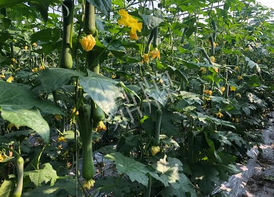 蔬菜種子種植戶客戶點評-種植“優(yōu)比1號”差的用戶，差到什么樣子？