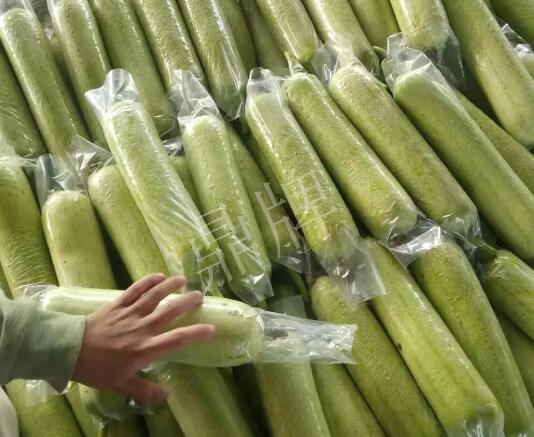 蔬菜種子種植戶客戶點評-這個絲瓜每畝能掙3萬，惠州客戶很滿意！