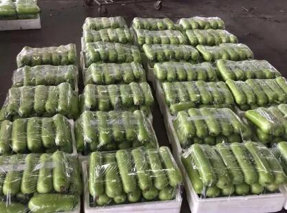 蔬菜種子種植戶客戶點評-上市早，價格好！我連續(xù)種了三年，滿意！
