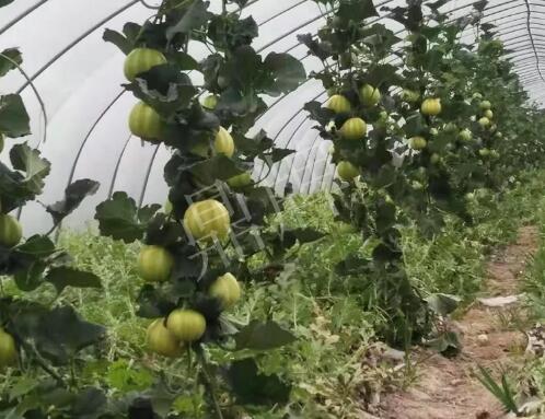 蔬菜種子種植戶客戶點評-我的乖乖，一株坐果15個，6元1斤，好賣得很！