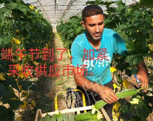蔬菜種子種植戶客戶點評-羨慕！每公斤24元，“優(yōu)比1號”在法國的表現(xiàn)…