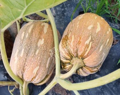 蔬菜種子種植戶客戶點評-“押寶”押對了，押對這個品種賺了2倍錢！