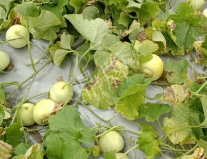 蔬菜種子種植戶客戶點評-低溫寡照的天氣，它仍然優(yōu)秀！