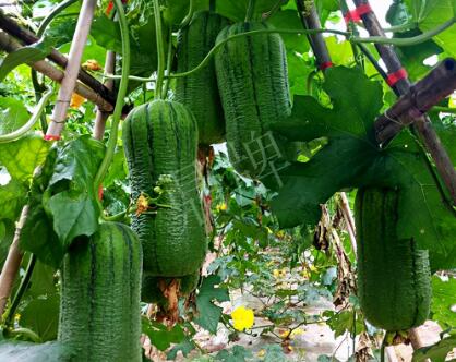 蔬菜種子種植戶客戶點評-這個新品種，讓我“頭痛”…