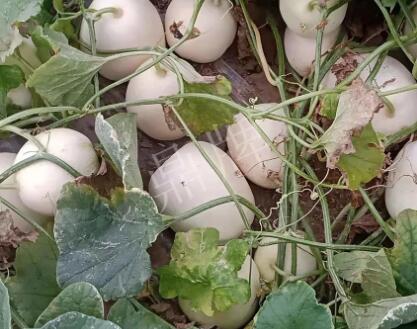 蔬菜種子種植戶客戶點評-“甜，真甜，真是甜！”