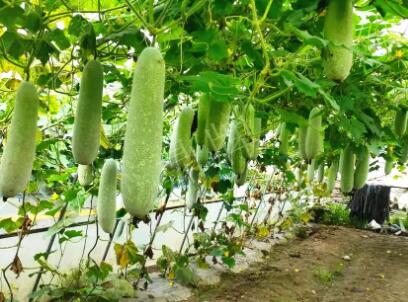 蔬菜種子種植戶客戶點評-我種的冬瓜，肉緊味甜，按個賣！