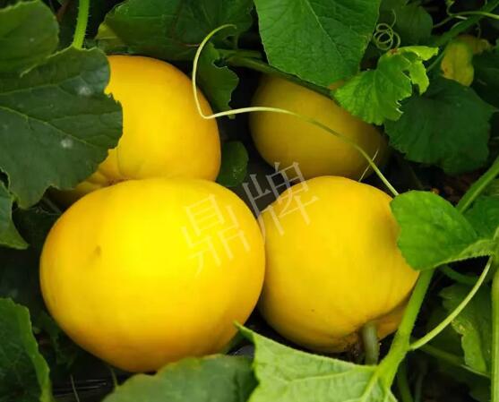 蔬菜種子種植戶客戶點評-純賺50萬，我這個“張大膽”榮光了一把！
