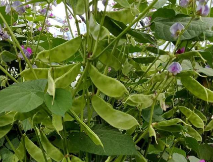 蔬菜種子種植戶客戶點評-一梭梭的，真是結(jié)坨了，“特早春”扁豆市斤批價達到10元