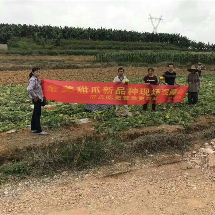 金美甜瓜現(xiàn)場(chǎng)觀(guān)摩會(huì)（南寧）