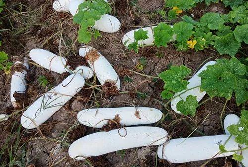 您種植過(guò)“堆堆瓜”嗎？看一看，地上全是瓜！一睹芳容