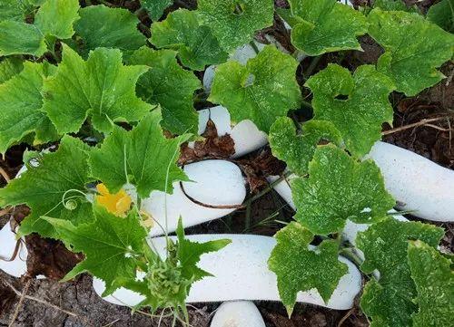 您種植過(guò)“堆堆瓜”嗎？看一看，地上全是瓜！一睹芳容