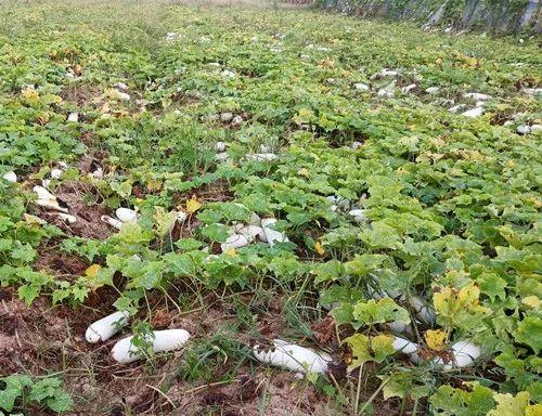 您種植過(guò)“堆堆瓜”嗎？看一看，地上全是瓜！一睹芳容