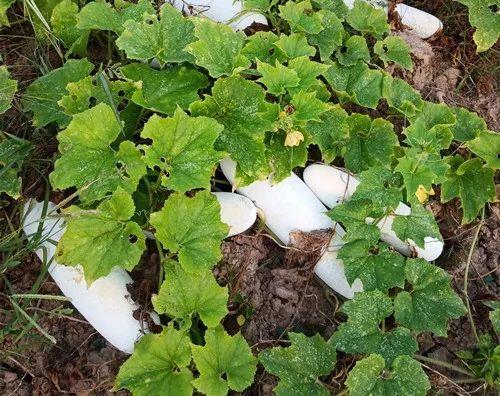 您種植過(guò)“堆堆瓜”嗎？看一看，地上全是瓜！一睹芳容