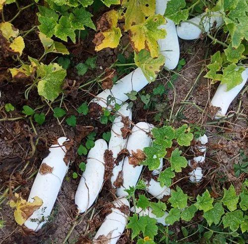 您種植過(guò)“堆堆瓜”嗎？看一看，地上全是瓜！一睹芳容