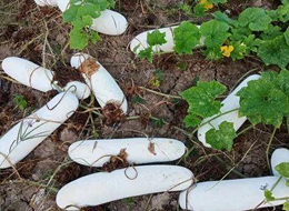 蔬菜種子種植戶客戶點評-您種植過“堆堆瓜”嗎？看一看，地上全是瓜！一睹芳容！