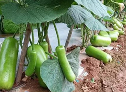 蔬菜種子種植戶客戶點評-浙江菜農(nóng)種植的鼎牌瓠瓜喜獲豐收，又賣上了好價錢!