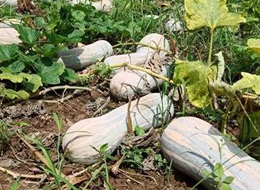 蔬菜種子種植戶客戶點評-一袋種子100粒，輕松賺回3000元...