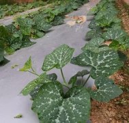 蔬菜種子種植戶客戶點評-無需噴農(nóng)藥的蔬菜，栽培簡單、效益高！