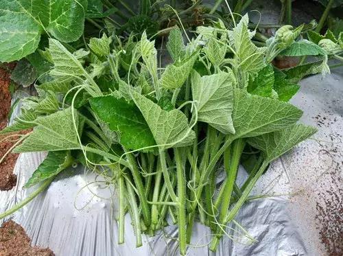 菜農種植無需噴農藥的蔬菜，不僅栽培簡單、而且效益高