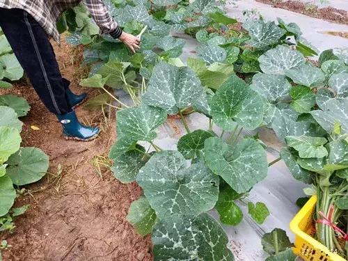 菜農種植無需噴農藥的蔬菜，不僅栽培簡單、而且效益高