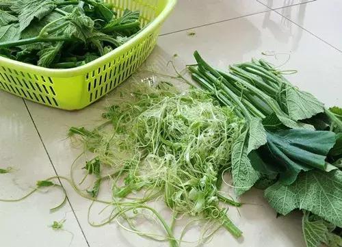 菜農種植無需噴農藥的蔬菜，不僅栽培簡單、而且效益高