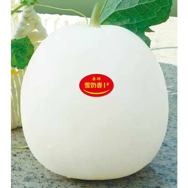 薄皮甜瓜，哪個品種最好呢？畝產(chǎn)高達(dá)10萬，附4種市場爆款品種