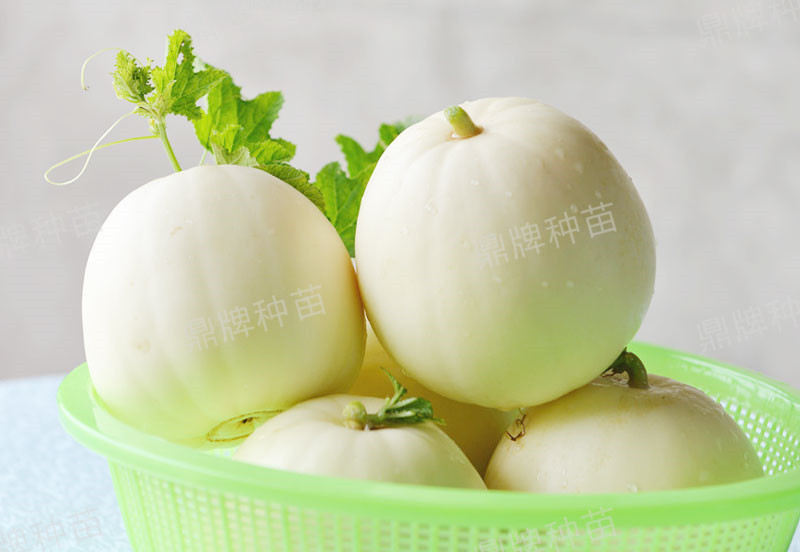 就這4個薄皮甜瓜，畝產(chǎn)萬斤很輕松，瓜果菜農(nóng)搶著種植