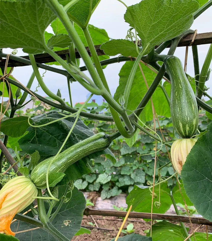3元1斤的健美蜜本南瓜快成熟了，緬甸種植戶發(fā)來圖片與視頻