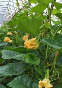 蔬菜種子種植戶客戶點評-在大棚內(nèi)栽培“健美蜜本”南瓜，怎么樣？看菜農(nóng)石昌斌發(fā)來的圖片