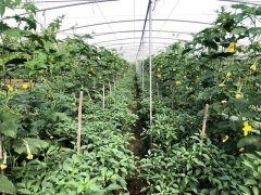 蔬菜種子種植戶客戶點評-這個品種，結(jié)瓜太夸張了！太恐怖了！