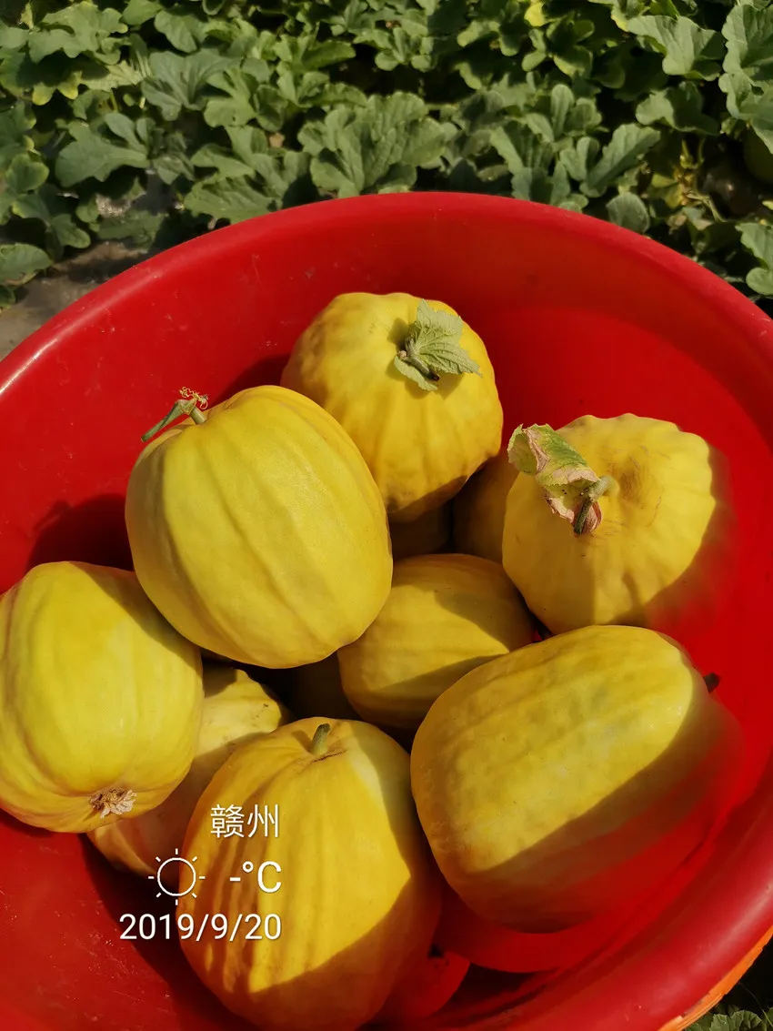 高溫季節(jié)種植甜瓜，什么品種最好？這個(gè)品種是秋季上市的專(zhuān)用品種
