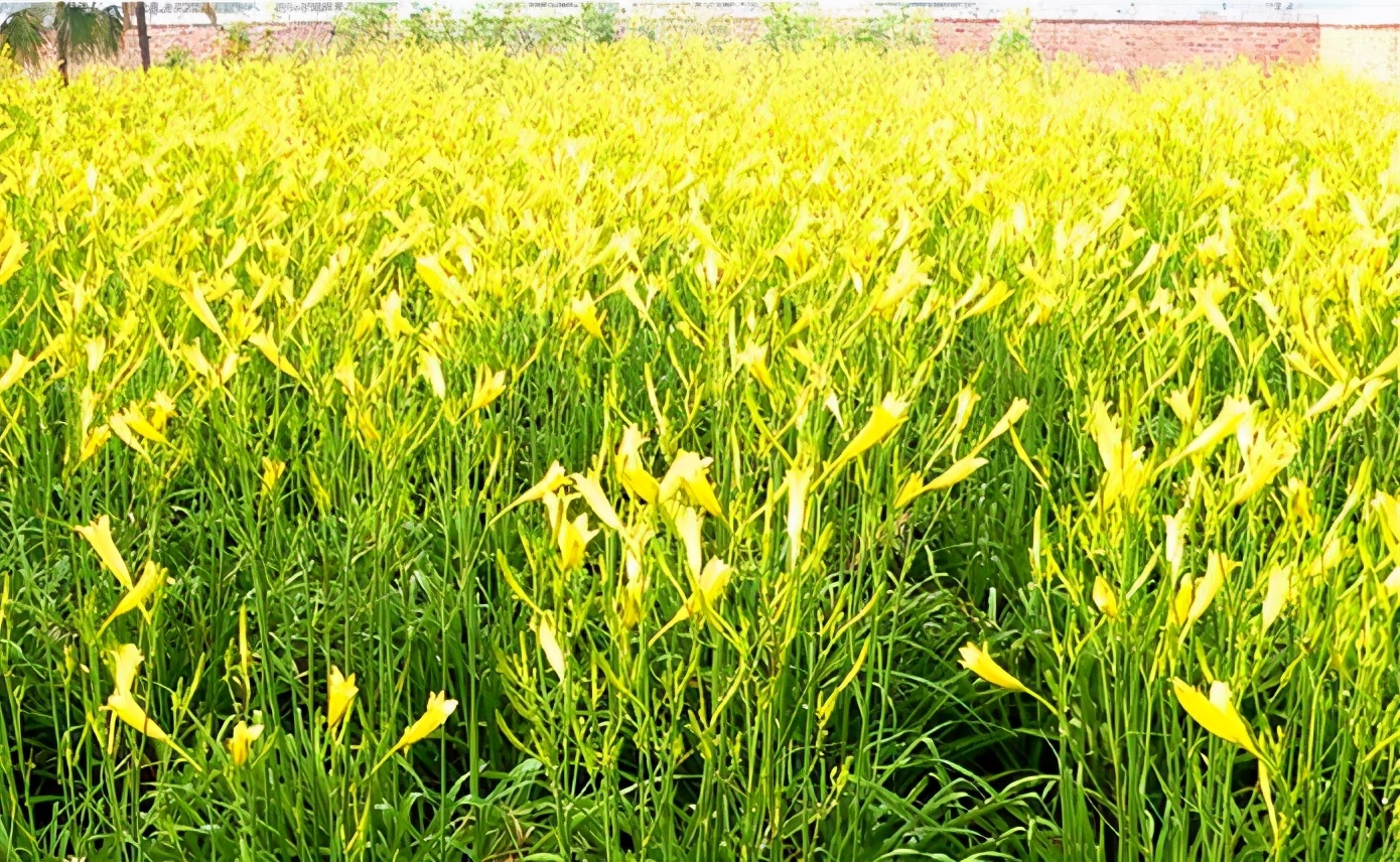 一斤接近20塊，原來(lái)它才是最火的國(guó)民蔬菜！全國(guó)都適種