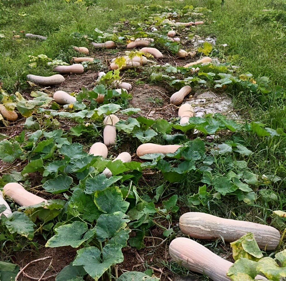 一位轉(zhuǎn)業(yè)后的特種兵，辦農(nóng)場(chǎng)種瓜菜，靠1個(gè)優(yōu)點(diǎn)，年賺200萬(wàn)