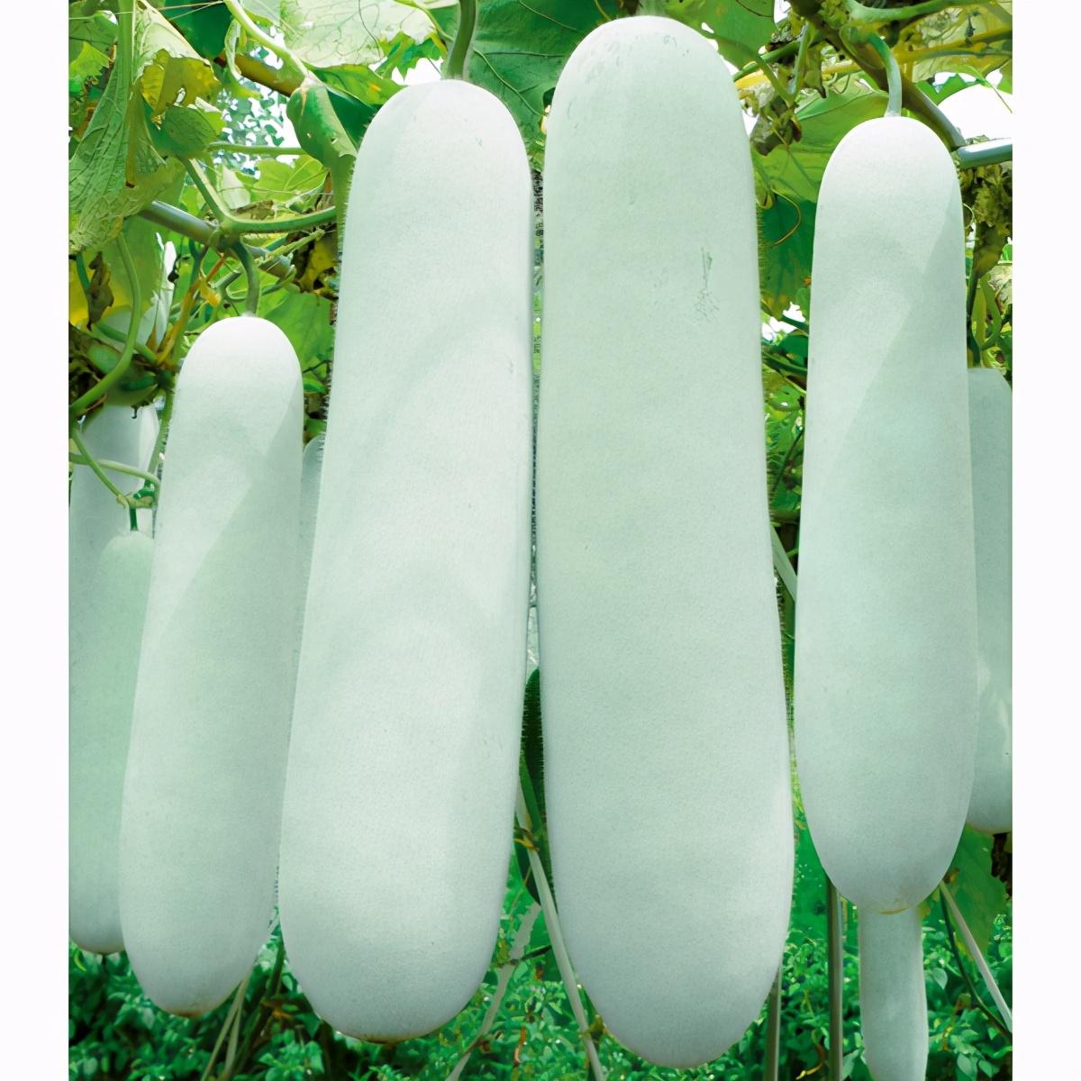 這個(gè)冬瓜品種放1年不壞，口感脆甜，多年科研就為打造這1個(gè)爆品