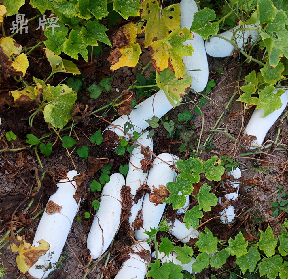 這個(gè)冬瓜品種放1年不壞，口感脆甜，多年科研就為打造這1個(gè)爆品