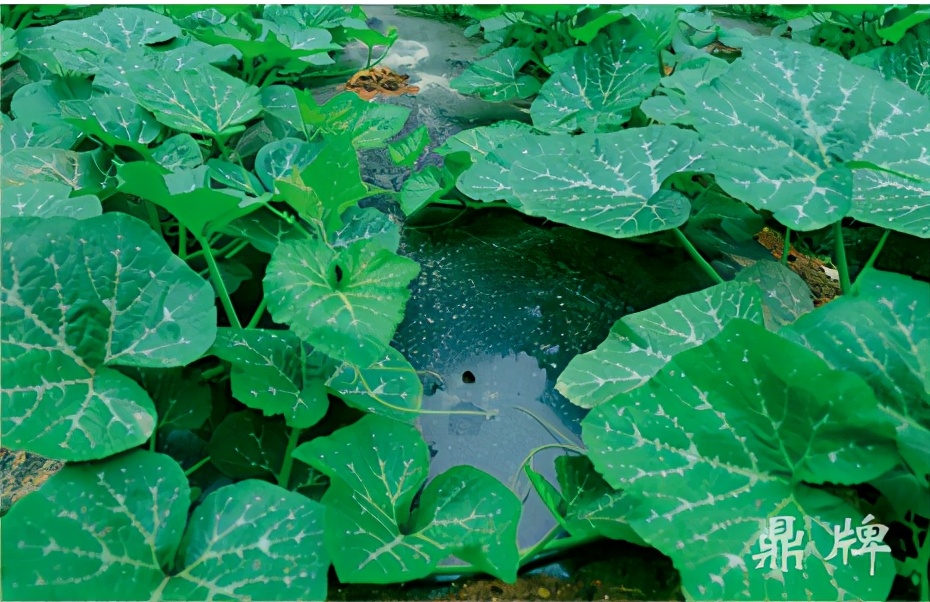 種這種綠葉菜，栽培輕松，畝產(chǎn)值過(guò)萬(wàn)元，菜農(nóng)表示很劃算