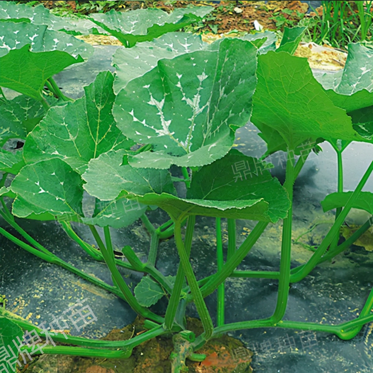 種這種綠葉菜，栽培輕松，畝產(chǎn)值過(guò)萬(wàn)元，菜農(nóng)表示很劃算