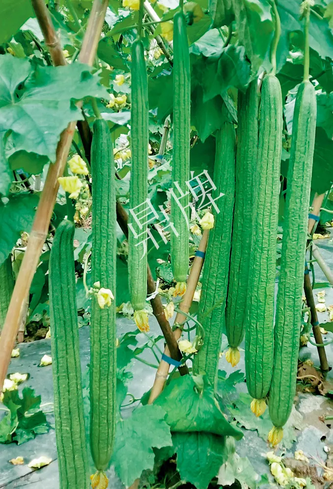 它是絲瓜種植戶的新選擇，節(jié)節(jié)有瓜，瓜長而不彎曲