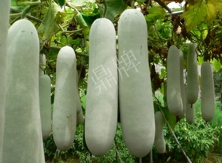 這個(gè)品種太優(yōu)秀了！耐儲(chǔ)耐運(yùn)，適合大面積種植，菜農(nóng)瓜販都喜歡