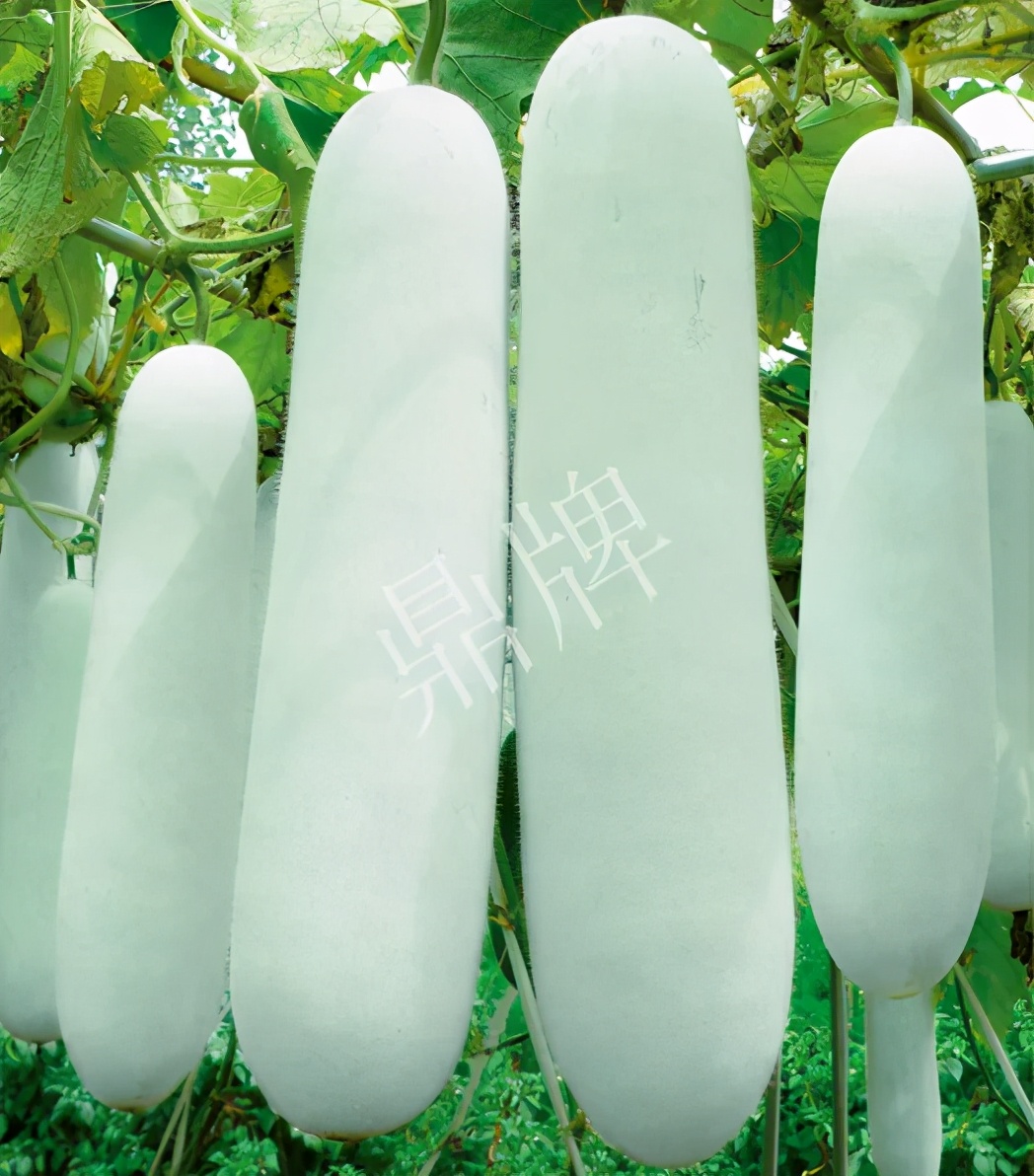 這個(gè)品種太優(yōu)秀了！耐儲(chǔ)耐運(yùn)，適合大面積種植，菜農(nóng)瓜販都喜歡