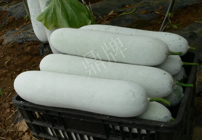 這個(gè)品種太優(yōu)秀了！耐儲(chǔ)耐運(yùn)，適合大面積種植，菜農(nóng)瓜販都喜歡