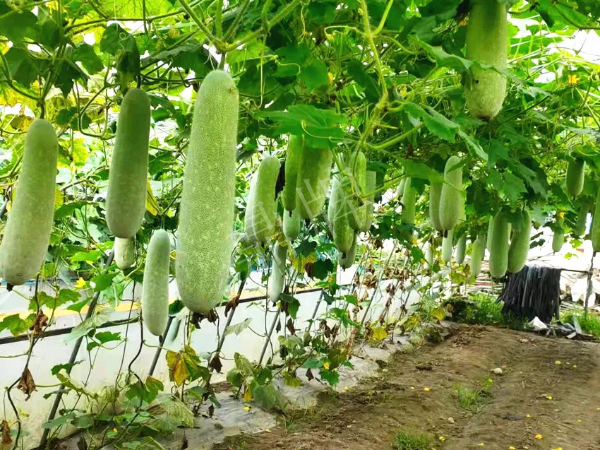 什么品種的冬瓜按個(gè)買？?jī)r(jià)格是同期黑皮冬瓜五倍