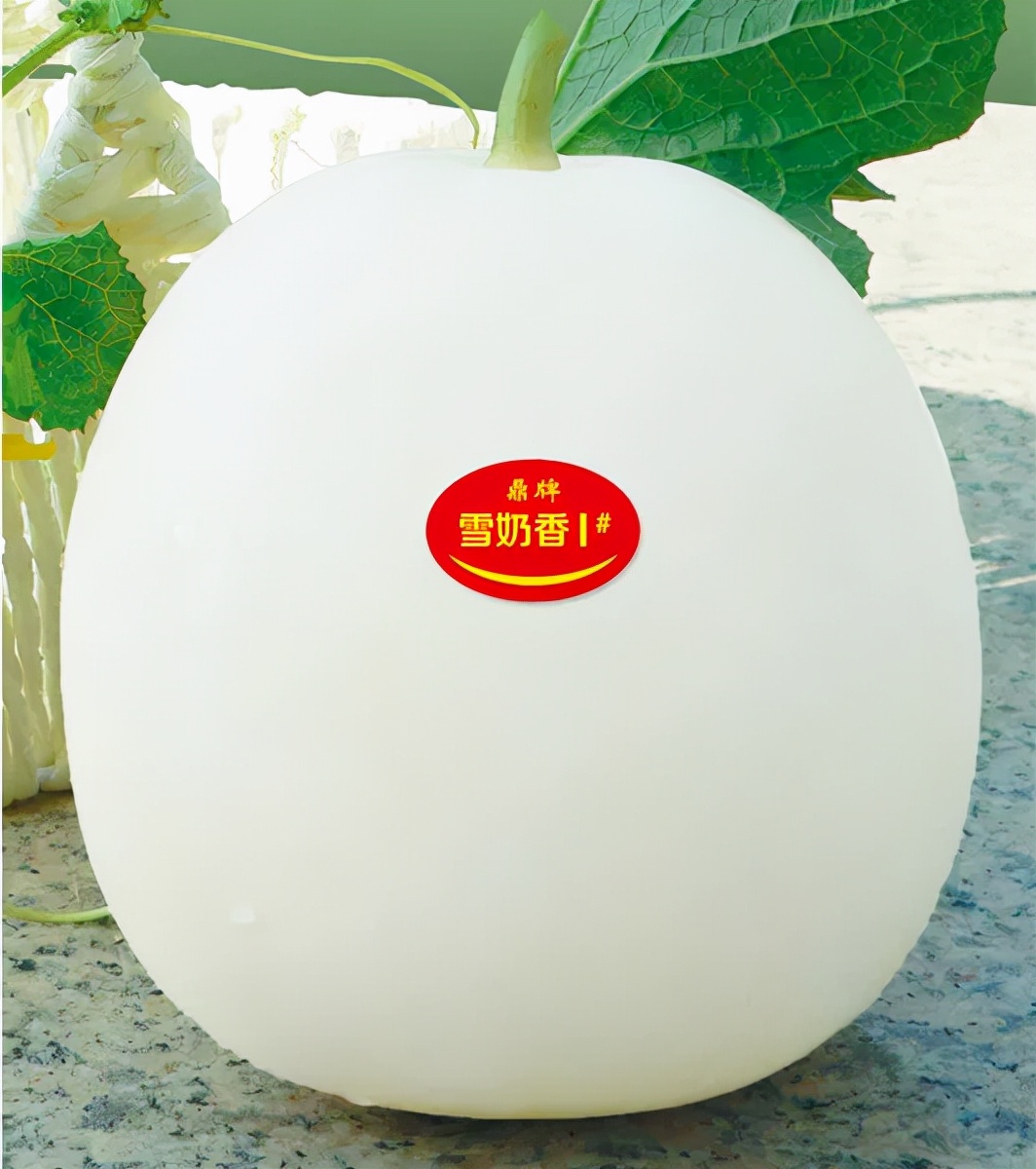 河南焦作的李向林今年種植甜瓜新品種，客戶直接拉貨走人