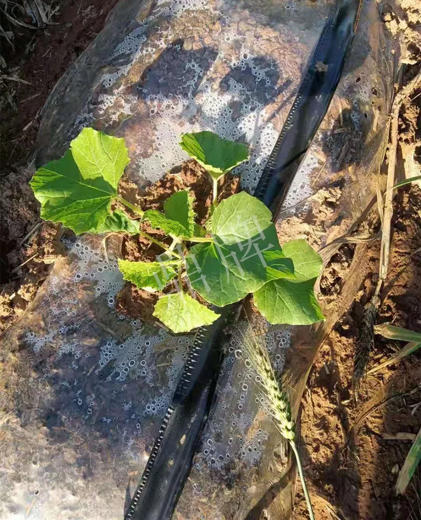 河南焦作的李向林今年種植甜瓜新品種，客戶直接拉貨走人