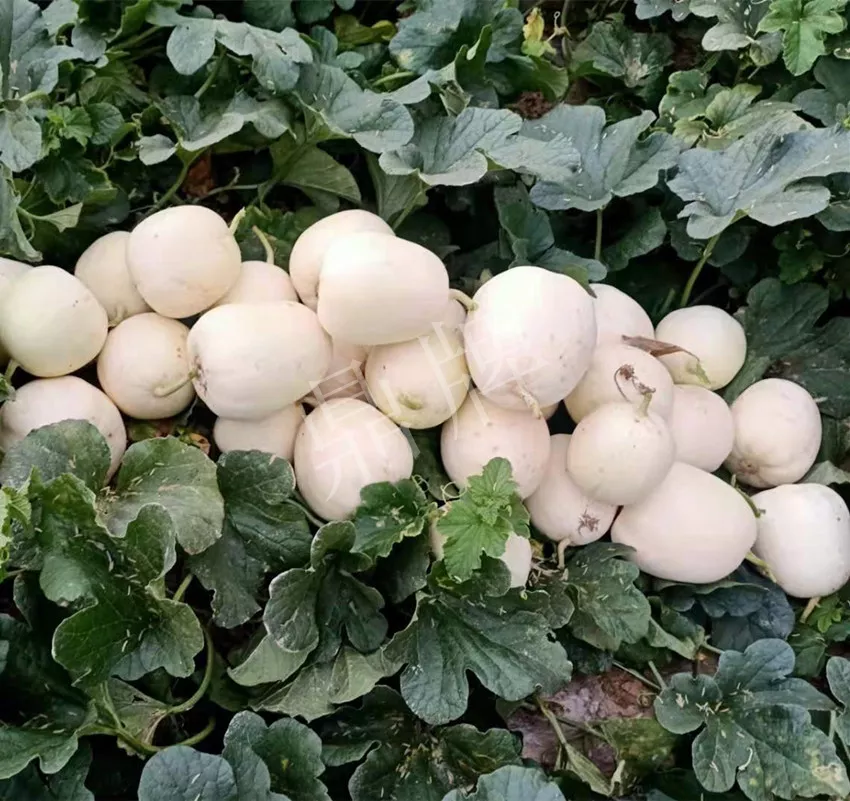 河南焦作的李向林今年種植甜瓜新品種，客戶直接拉貨走人