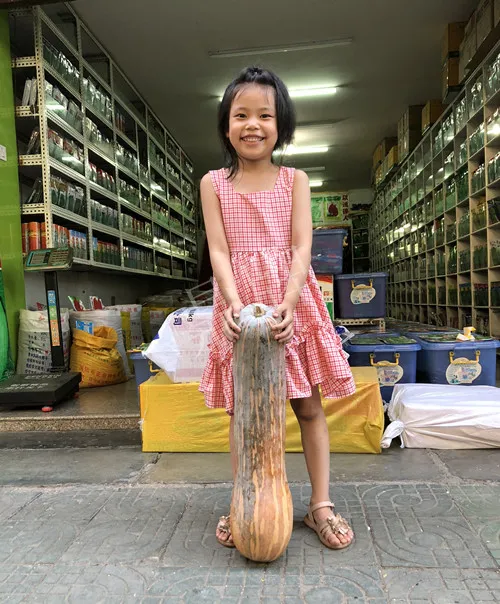 四川農(nóng)戶今年種“健美蜜本”南瓜產(chǎn)量高，品質(zhì)好，感覺巴適得很