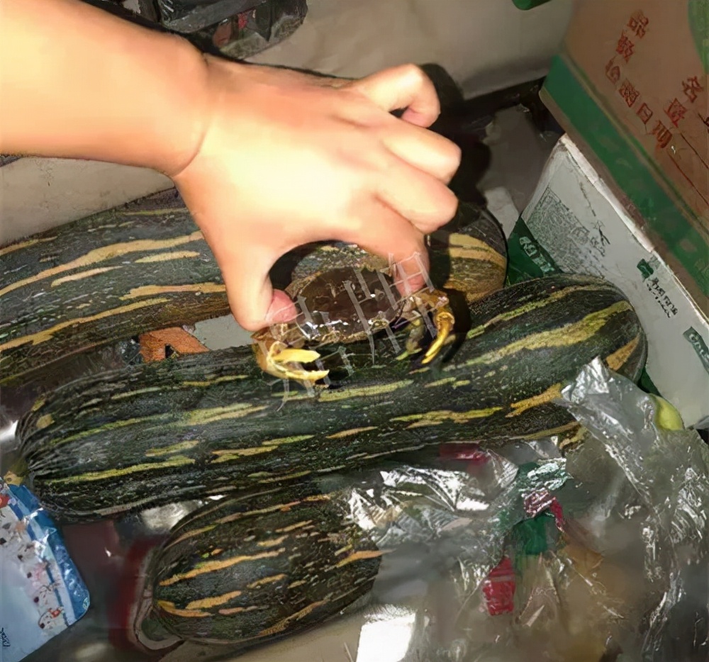 四川農(nóng)戶今年種“健美蜜本”南瓜產(chǎn)量高，品質(zhì)好，感覺巴適得很