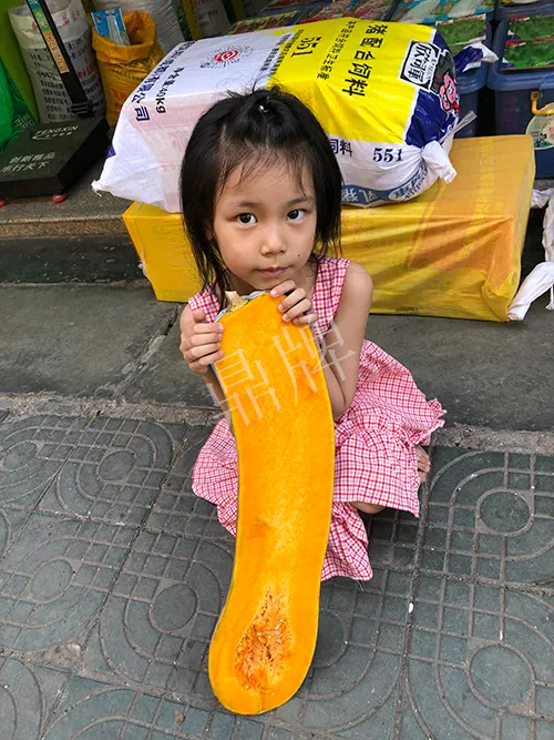 四川農(nóng)戶今年種“健美蜜本”南瓜產(chǎn)量高，品質(zhì)好，感覺巴適得很