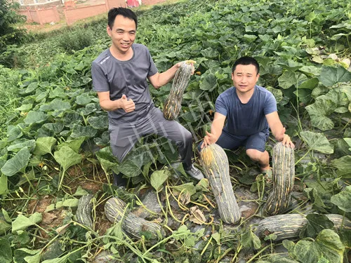 四川農(nóng)戶今年種“健美蜜本”南瓜產(chǎn)量高，品質(zhì)好，感覺巴適得很